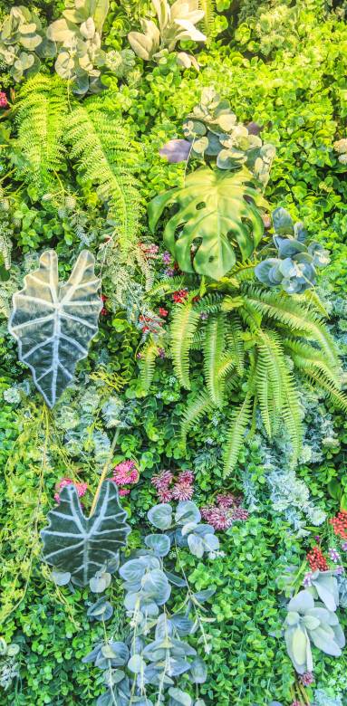 Mur végétalisé extérieur - Valence 26