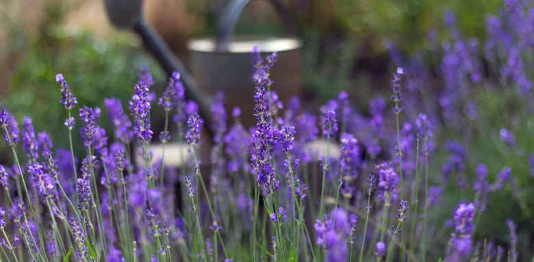 Lavande, fleur aux couleurs tendance 2023