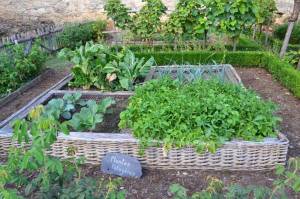 petit potager