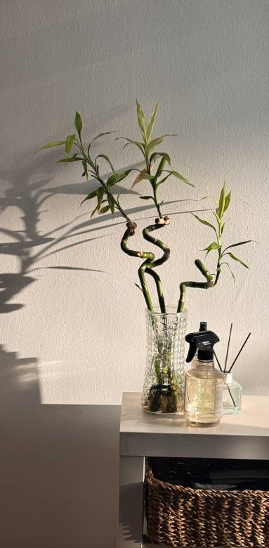 décoration feng shui