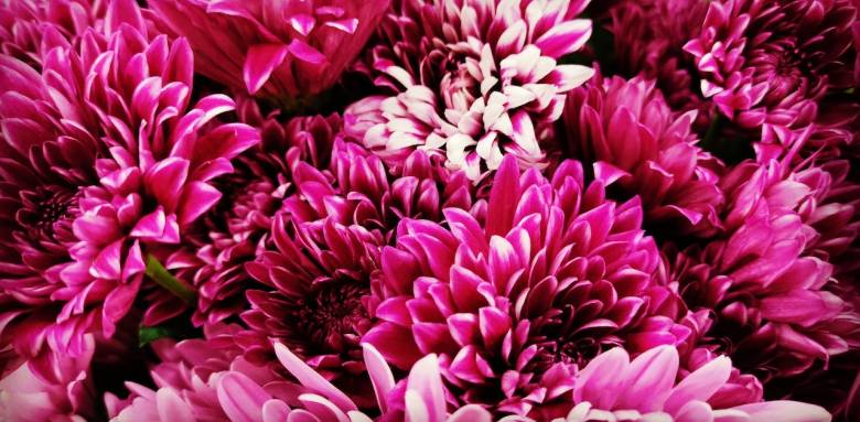 Couleur de l'année Very Magenta
