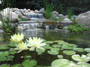 bassin sur plusieurs niveaux, avec cascade