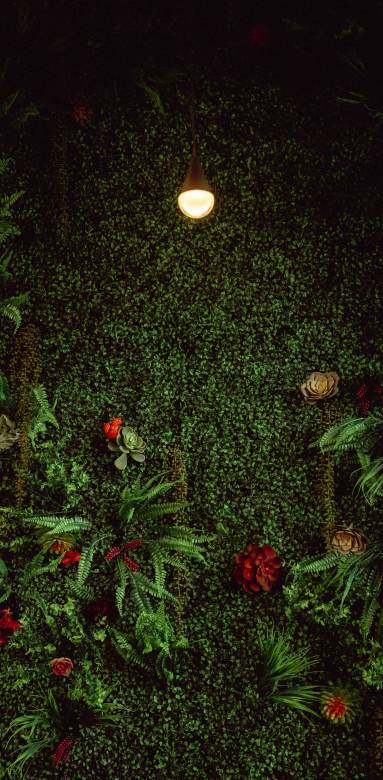 Mur végétal pour votre patio