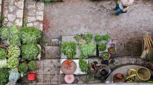 potager urbain