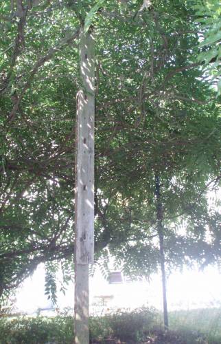 Pergola envahie de glycines