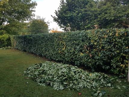 Haie séparative avant pose de clôture - Moissy-Cramayel 77550