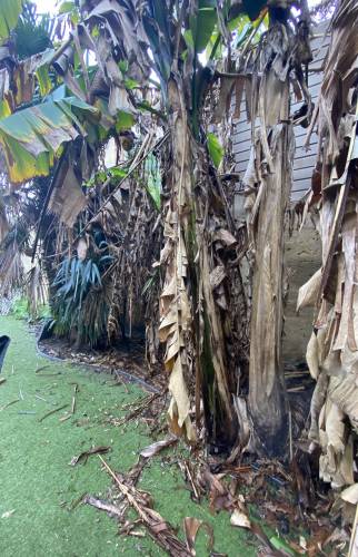 Aménagement Jardin AVANT