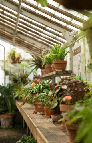 Rénovation d’une serre à Pessac