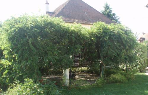 Pergola toute envahie de glycines