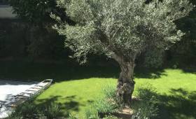 Création de plates bandes Courbevoie (92400)