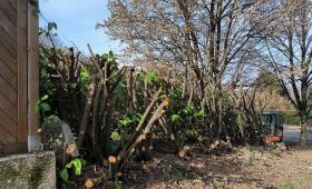 Jardin sans les arbustes