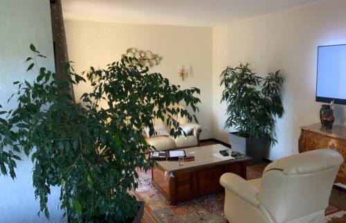 Salon avec plantes avant rénovation à Anduze 30140