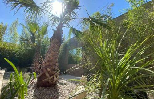 Végétation de l’aménagement