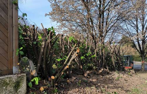 Jardin sans les arbustes