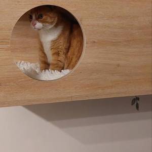 Meuble arbre à chat - Carole Barthez - La Maison Des Architectes