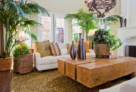 Décoration salon avec plantes Chenôve