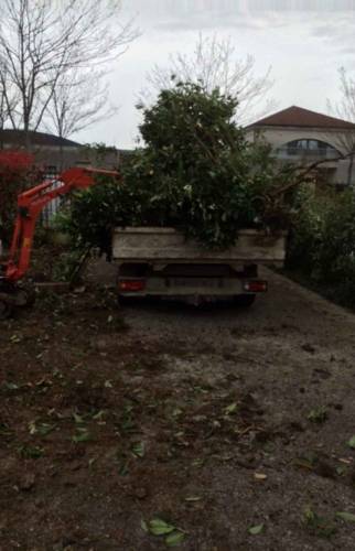 Déboisage et évacuation des déchets verts