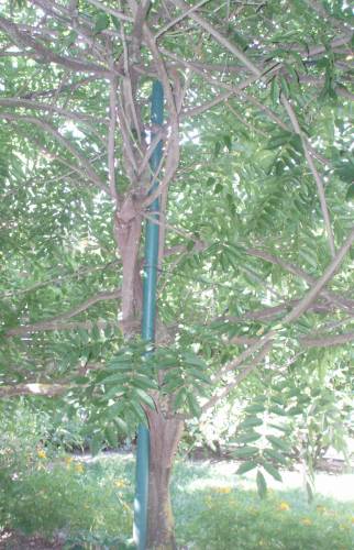 Pergola envahie de glycines