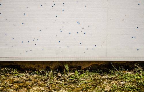 Pose du polystyrène isolant chevillé collé callé