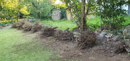  Dépose de haie pour installer une clôture - Moissy-Cramayel 77550