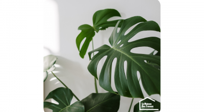 La végétalisation des espaces de travail dans le Calvados 