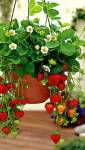 Suspension de fraisier pour un balcon