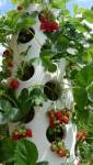Tour à fraises pour balcon