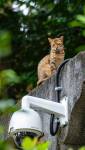 Un chat sur les toits d'une maison secondaire 
