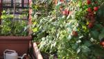 installer un potager sur son balcon