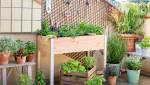 Idées d'aménagement de cultures de fruits et légumes sur un balcon