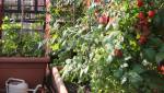 installer un potager sur son balcon