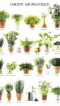 Diverses plantes aromatiques
