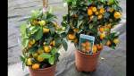 Calomondin : Petits orangers 