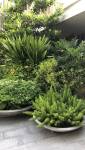 Plantes vertrs