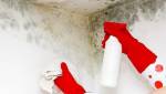 Moisissures au plafond et murs