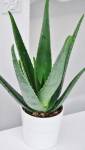 Plante Aloé Vera