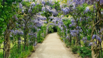 allée-de-jardin-fleuri
