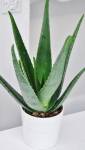 Plante Aloé Vera