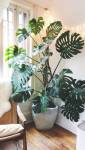 Astuces décoration intérieure - plante ornementale - Bouc-Bel-Air 13
