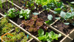 potager en carré