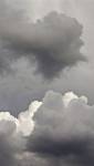 Coloris gris