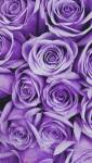 Coloris violet