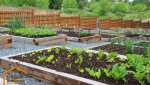 potager en bacs