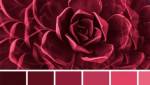 Magenta...probablement La couleur 2023 !!