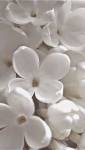 Coloris blanc