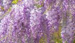 Glycine