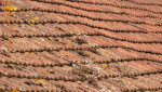 Tuiles anciennes avec lichen et mousse  couvreur 77, charpentier 77, isolation thermique 77, sarking 77, toiture 77