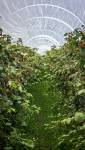 Serre de jardin