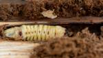 Insectes xylophages