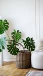 Grand pied de monstera en décoration intérieure - Cholet 49